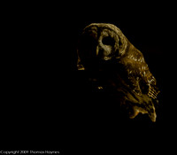 Barred Owl, night shot