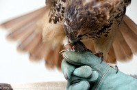 Hand Feeding Red-tailed hawks