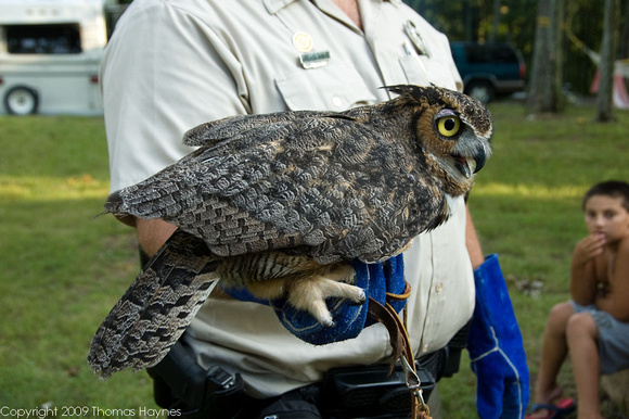 Great Horned Owl, talons