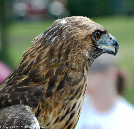 Red-tailed hawk Mildred