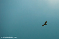 Red-tail hawk above tunnel