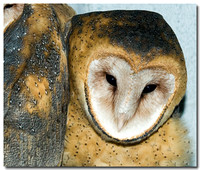 Barn Owls and others, 2013-2014