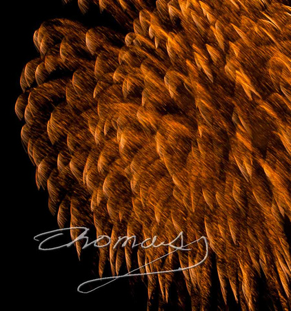 Firework Closeup of Display, Oak Ridge, Tennessee, Thomas Haynes Photo
